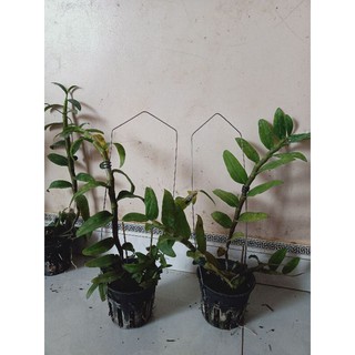 Hoa lan phi điệp xuân