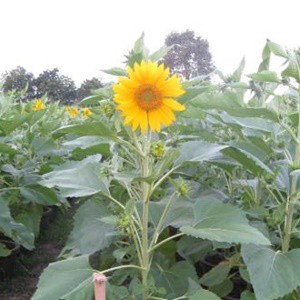 Hạt Giống Hoa hướng dương Cắt - 1 gói 30 hạt