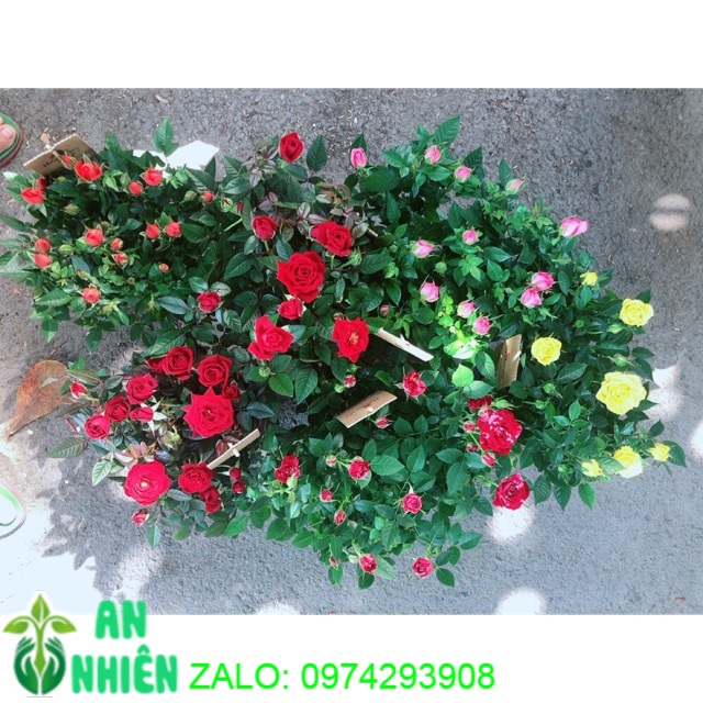 Chậu Hoa Hồng Siêu Nụ(được chọn màu: đỏ,hồng,vàng,cam,đỏ pha)