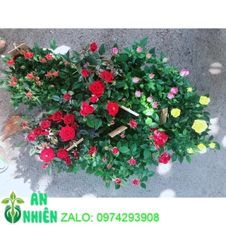 Chậu hoa hồng siêu nụ