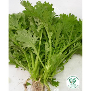 Hạt Giống Rau Cải Nhật Xanh, Giàu Dinh Dưỡng 10gr - HGT