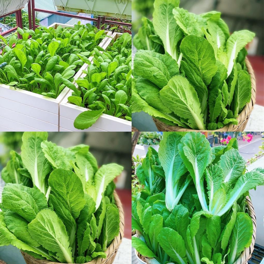 Hạt giống cải xanh bẹ mỡ
