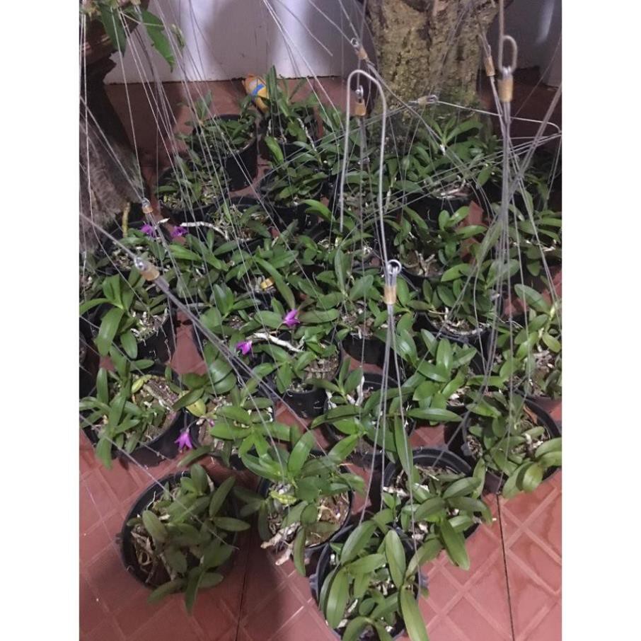Hoa lan trầm tím điện biên (cây đẳng cấp, cao 20cm)