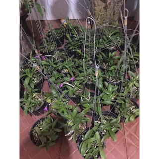 Hoa lan trầm tím điện biên (cây đẳng cấp, cao 20cm)