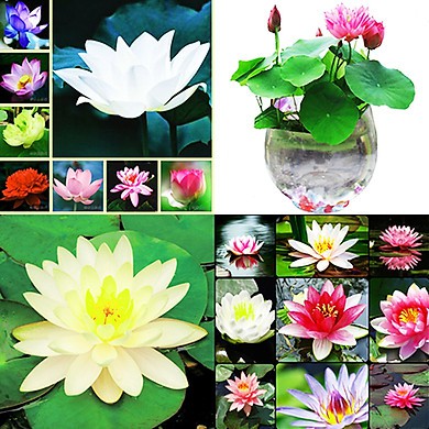 Hạt giống sen Nhật mini (Lotus) nhiều màu gói 5 hạt giá rẻ