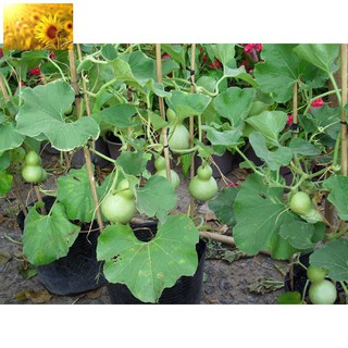 Hạt Giống Bầu Hồ Lô Tí Hon (1 Gr) Năng Suất Cao - MUA 3 TẶNG 1 CÙNG LOẠI