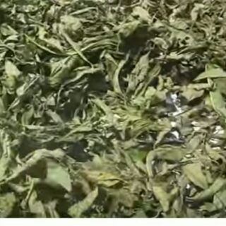 Lá mật gấu khô 