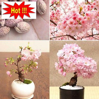 Hạt giống Hoa Anh Đào Nhật Bản Gói 5 hạt