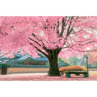 Tranh dán tường 3D phong cảnh 60*90