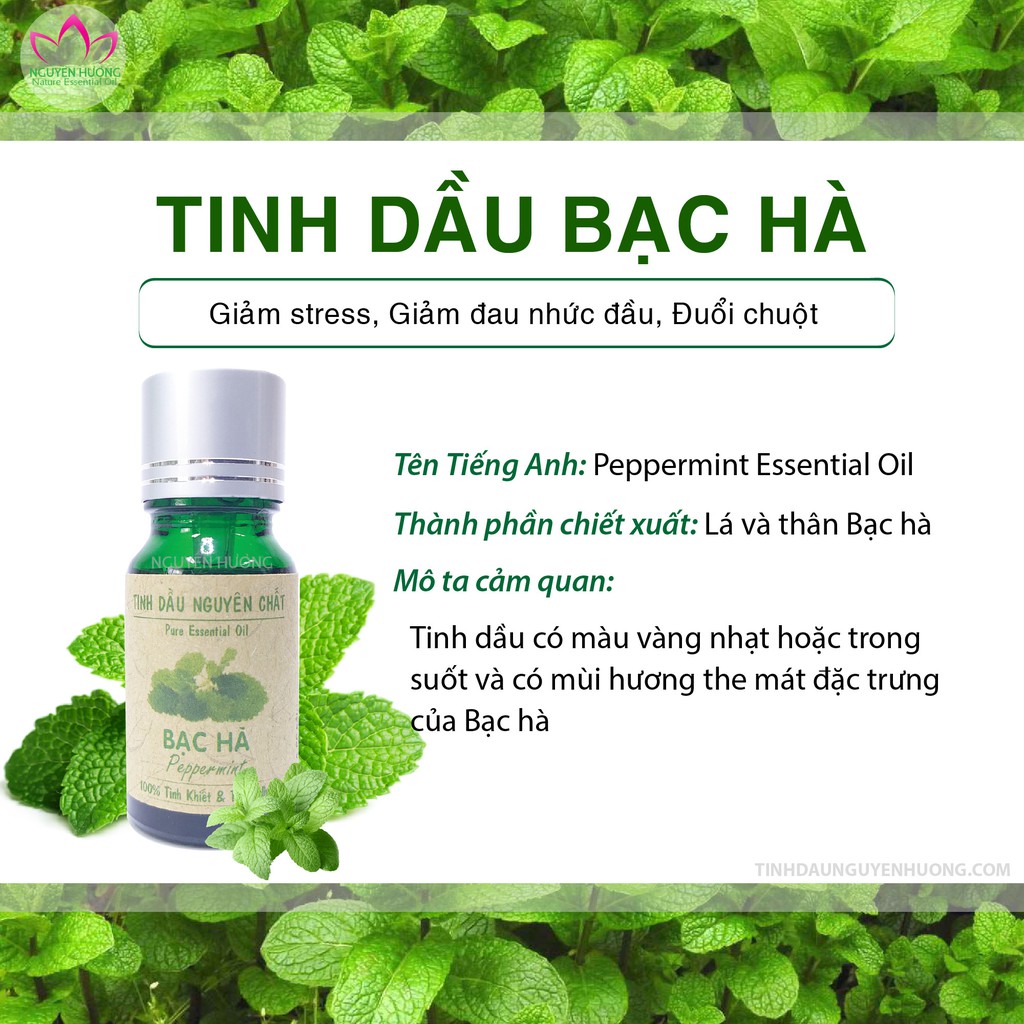 Tinh dầu bạc hà nguyên chất [ Đuổi chuột, gián, xông thơm phòng ... có kiểm định 10ml ] | Thế Giới Skin Care