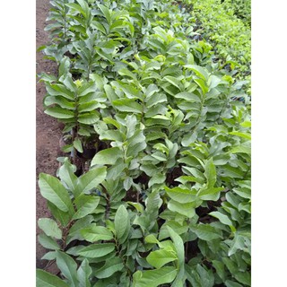 Mảng cau na thái