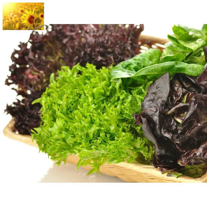Hạt Giống Rau Xà Lách Hoàng Đế  -Dễ Trồng, Dinh Dưỡng, Năng Suất Cao - MUA 3 TẶNG 1 CÙNG LOẠI