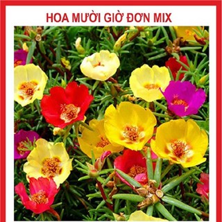 Bán sỉ Hạt giống hoa mười giờ đơn mix gói 100 hạt xuất xứ Việt Nam hàng nhập khẩu, hàng chính hãng.