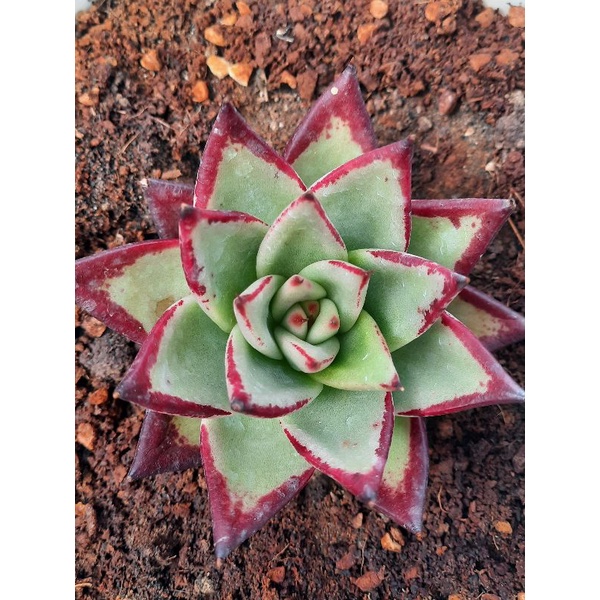 sen đá đế vương đỏ🌵hư 1 đổi 1