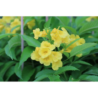 CÂY GIỐNG CÂY SÒ ĐO VÀNG( CÂY HUỲNH LIÊN)