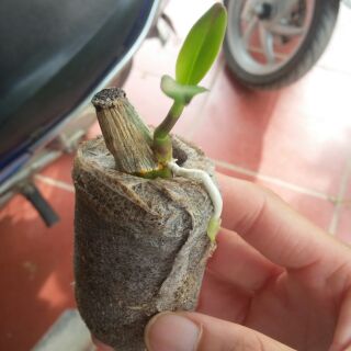 15 Viên nén ươm hạt ( xơ dừa )