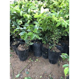 Cây giống nho thân gỗ 12 vụ