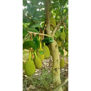 Cây Mít Thái Siêu Sớm