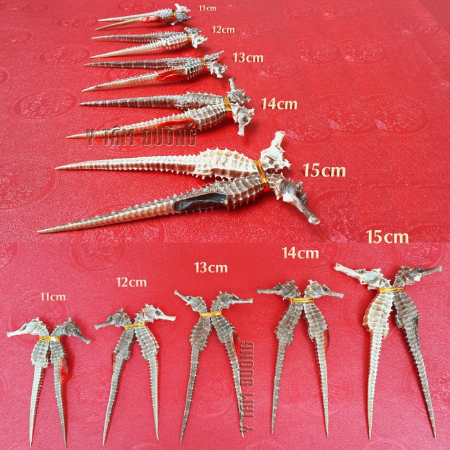 Cá ngựa khô 1cặp dài 11cm