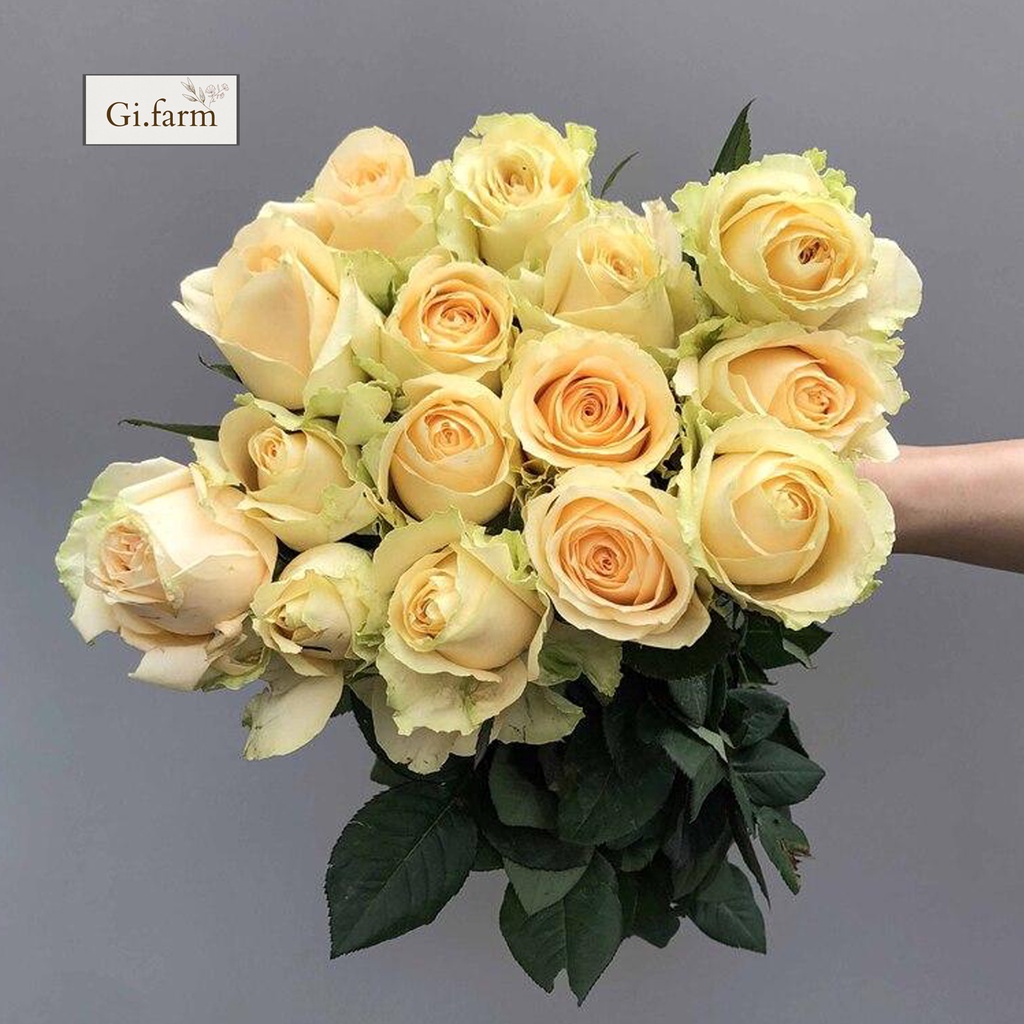 Hoa hồng màu kem vàng | Ship hỏa tốc| Hoa tươi Gifarm