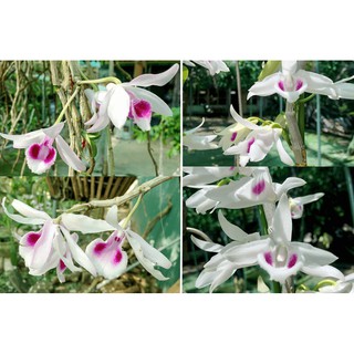 phi điệp(giả hạc) 5 cánh trắng 5ct phú thọ hàng gieo hạt