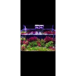 Cây Thủy Sinh Rotala Colorata