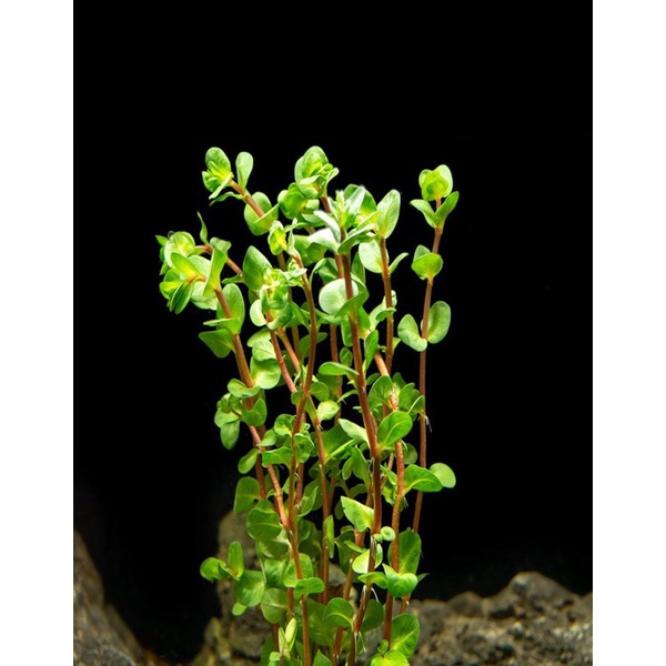 10 nhánh Vảy ốc đỏ hồ thủy sinh - MHL