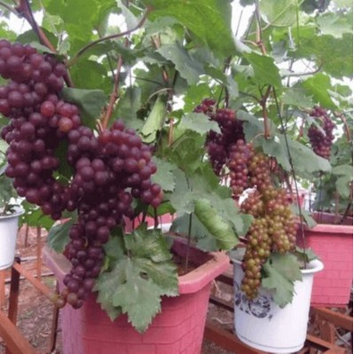 Hạt giống nho pháp (tặng kèm phân)