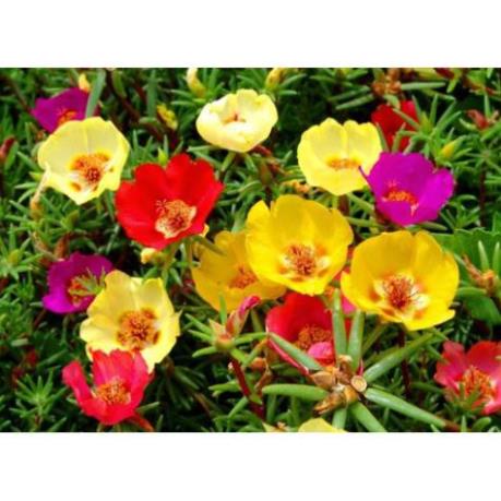 HẠT HOA MƯỜI GIỜ CÁNH ĐƠN NHIỀU MÀU - GÓI 0,3 GRAM