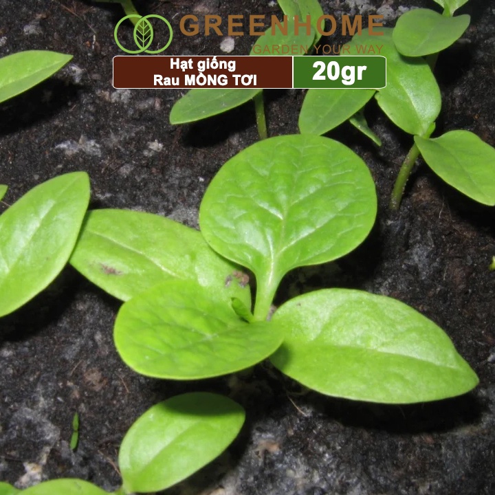 Hạt giống rau mồng tơi Greenhome, gói 20g, dễ trồng, thu hoạch nhanh R11
