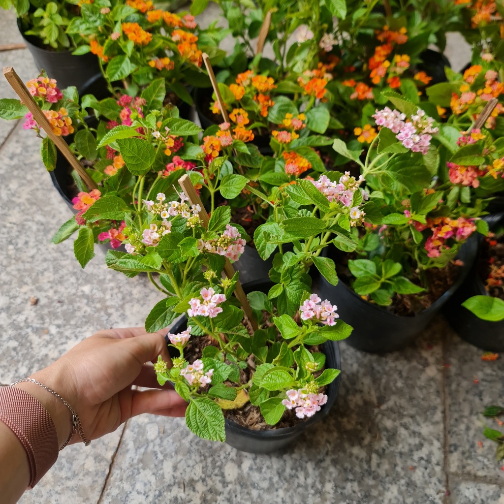 CÂY GIỐNG HOA NGŨ SẮC NHIỀU MÀU ,, Hoa giống, dễ trồng GIÁ RẺ, nở quanh năm, Cây Tươi Nguyên