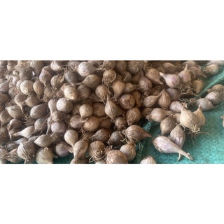 Tỏi cô đơn Sơn La