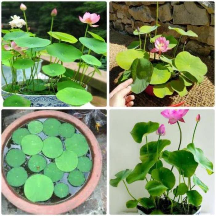 Sen mini mix màu, sen con - phụ kiện trang trí bể mini, hồ cá, thùng xốp đẹp