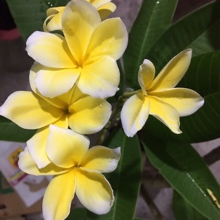 Cây sứ đại vàng ,Hồng trắng