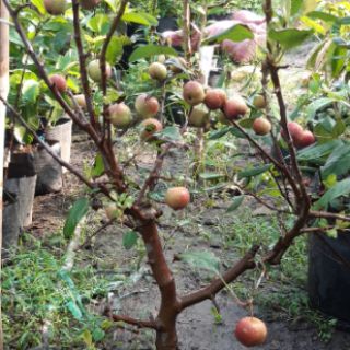 Táo đỏ cherry đang trái chi chít