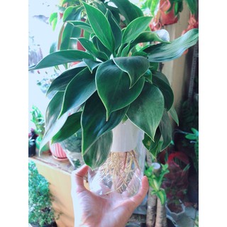 Chậu Trầu Bà Đế Vương Thuỷ Sinh