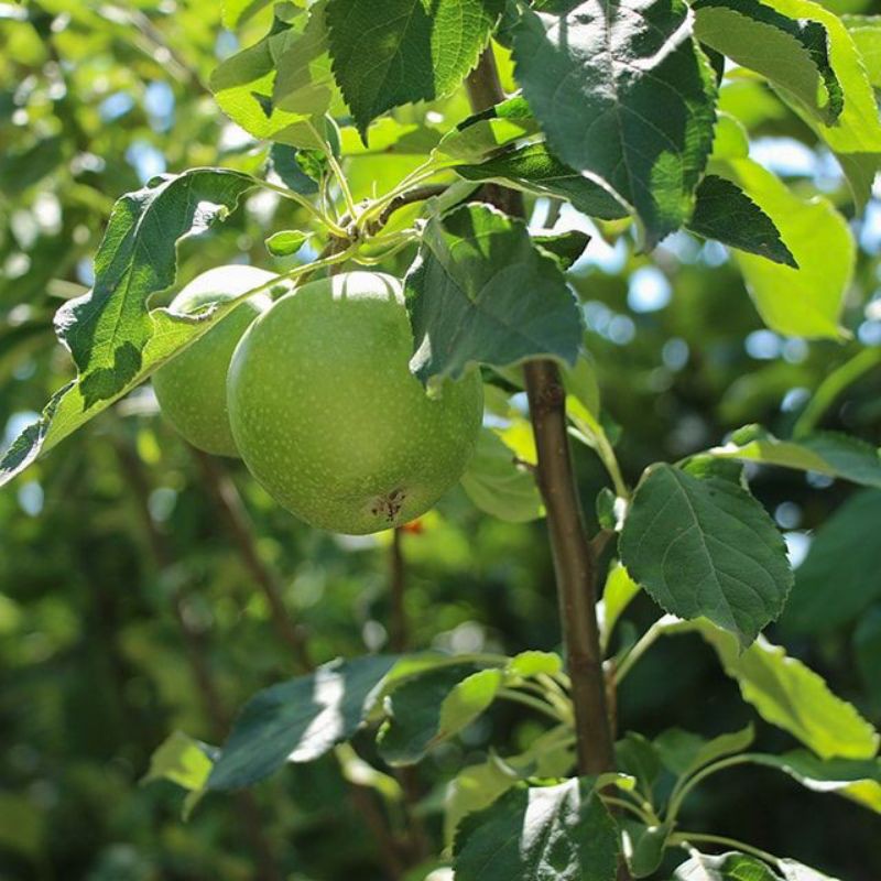 Giống Táo Mỹ Xanh