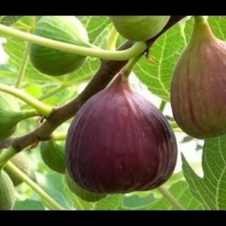 Cây sung mỹ black  quả tím