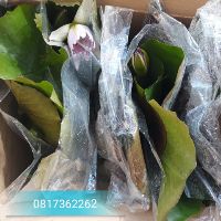 Bộ sản phẩm cây hoa 4 mùa