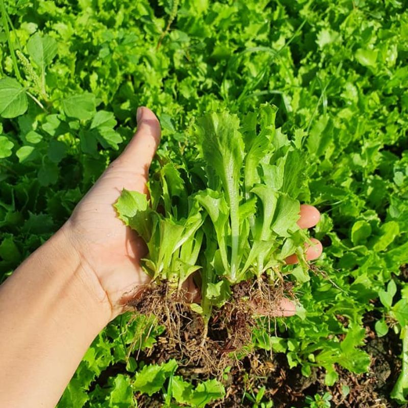 Hạt giống xà lách giòn minetto chịu nhiệt, sinh trưởng tốt, đóng gói 2gr