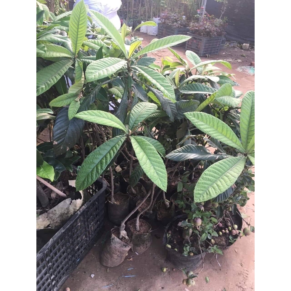 Cây Biwa - cây giống Nhót Nhật Bản siêu ngọt size nhỏ 30-50cm