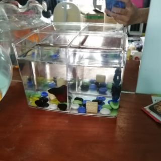 Bể Cá Mini