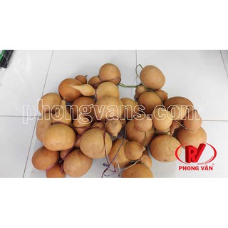 Quả bầu nậm hồ lô đựng rượu