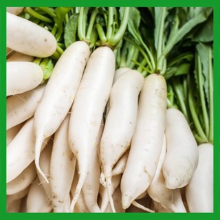 Hạt giống Củ Cải Hà Nội