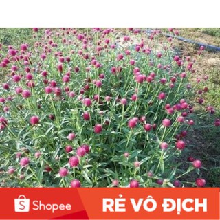 100H hoa bách nhật hồng chất lượng cao