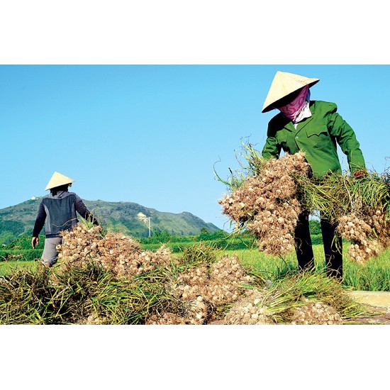 1Kg Tỏi Lý Sơn chính hiệu giá 120.000 đồng.