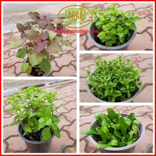 Cây giống các loại rau thơm đồng giá Minh Hân Garden