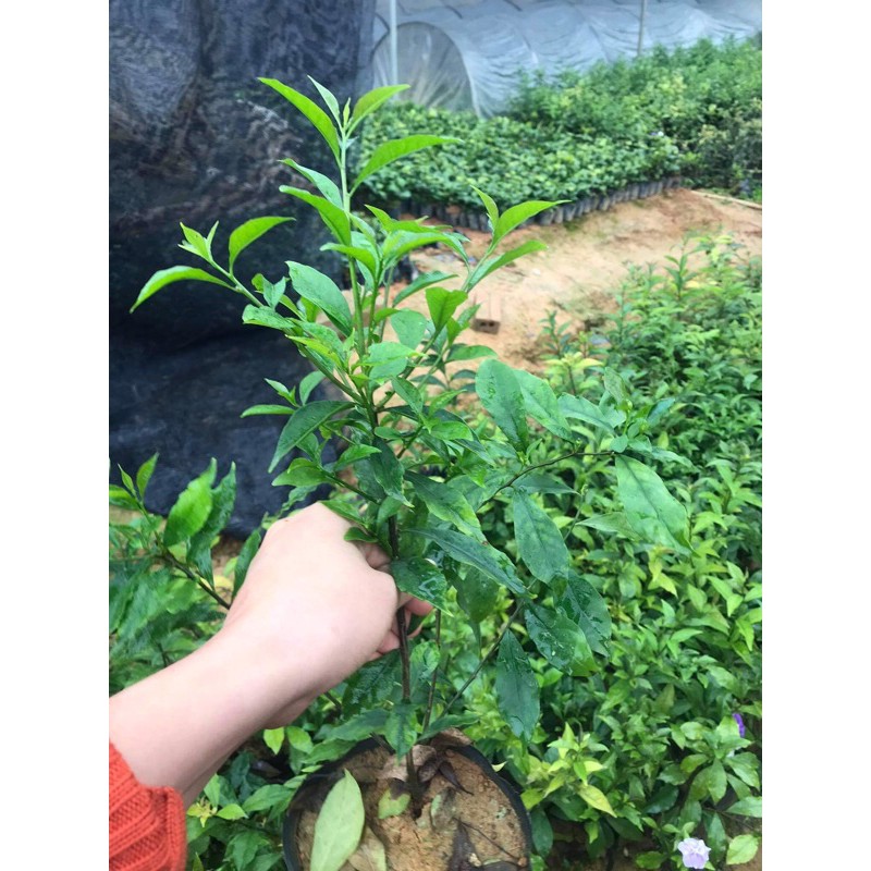 nhài nhật cao 50cm đang hoa