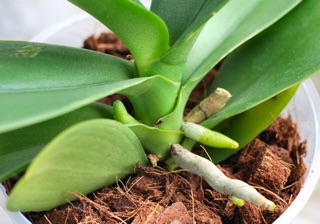 GIÁ THỂ TRỒNG LAN VỎ DỪA CẮT