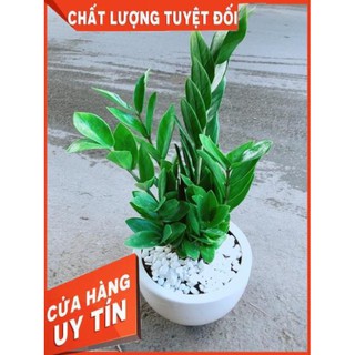 Chậu Kim Tiền